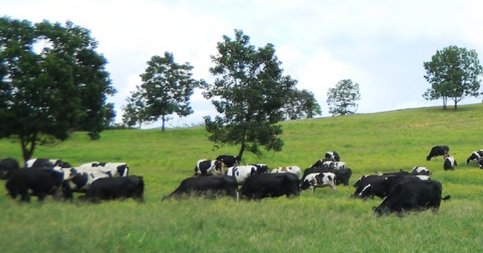 Farm Fresh is one of the few dairy players in Malaysia that owns and operates its own farms